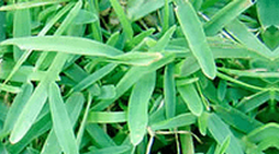 Grama bermuda preço m2